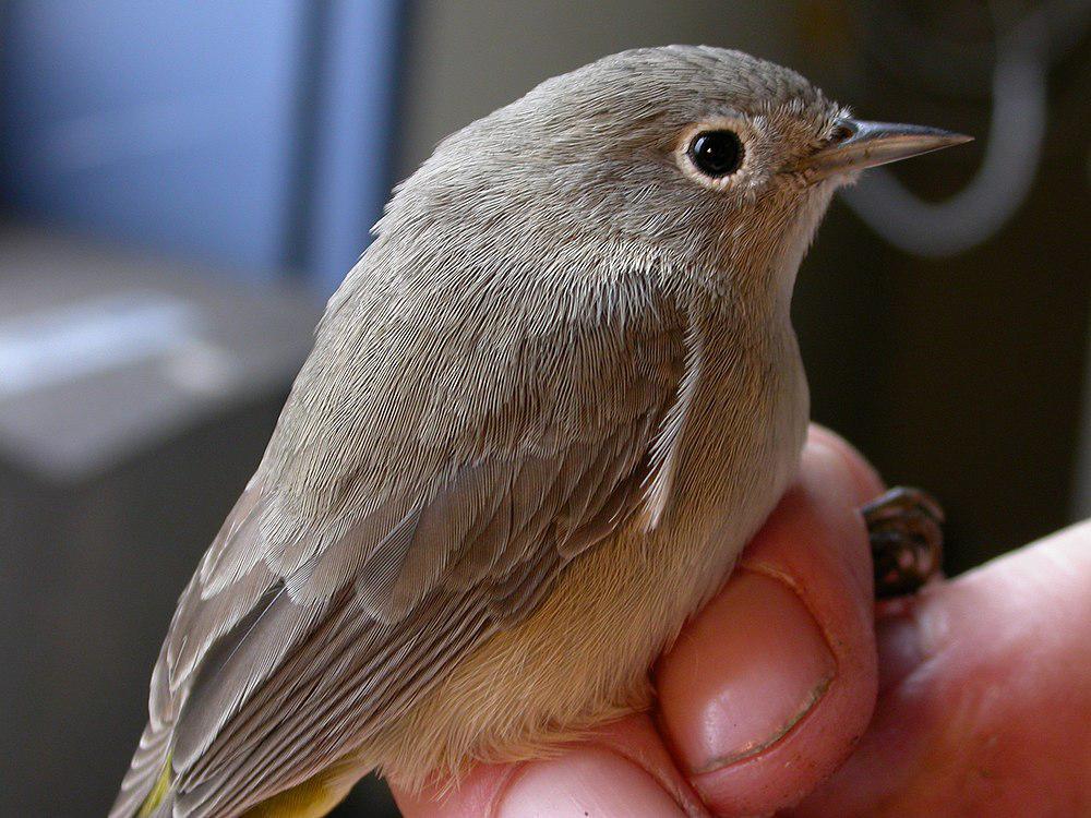 黄胸虫森莺 / Virginia\'s Warbler / Leiothlypis virginiae