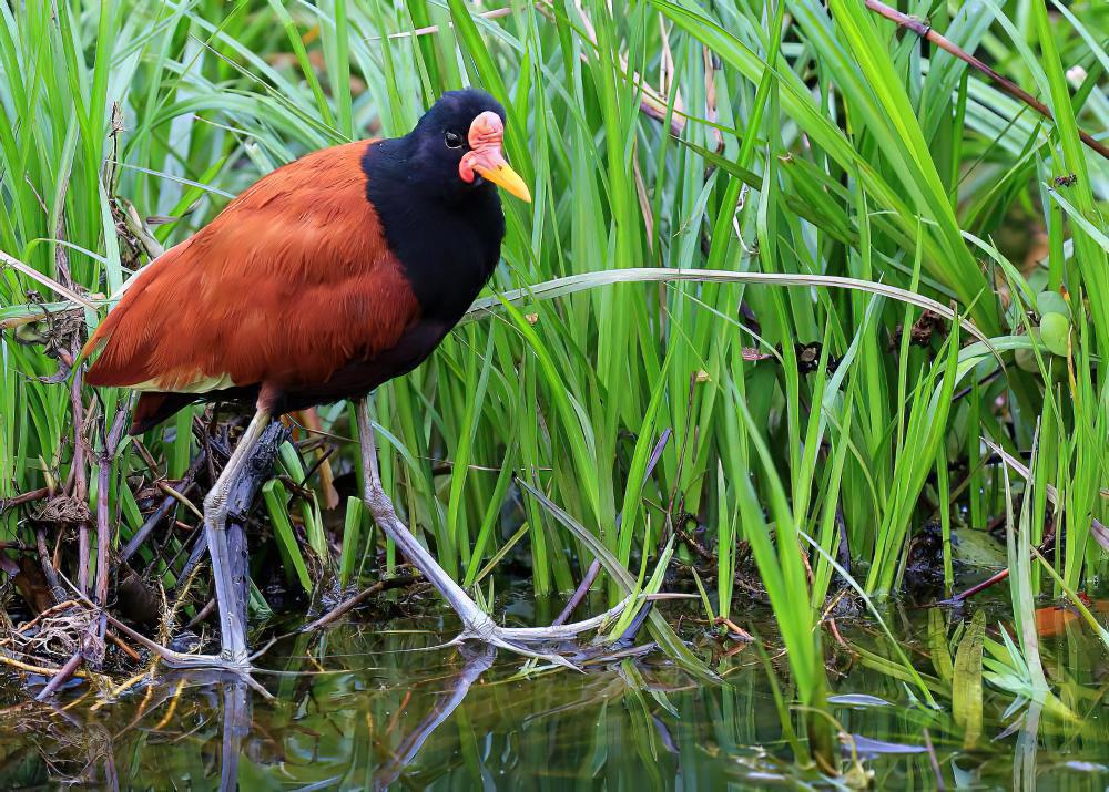 肉垂水雉 / Wattled Jacana / Jacana jacana