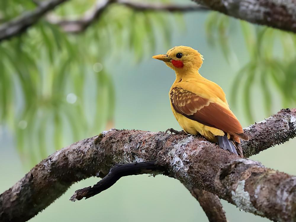 乳白啄木鸟 / Cream-colored Woodpecker / Celeus flavus