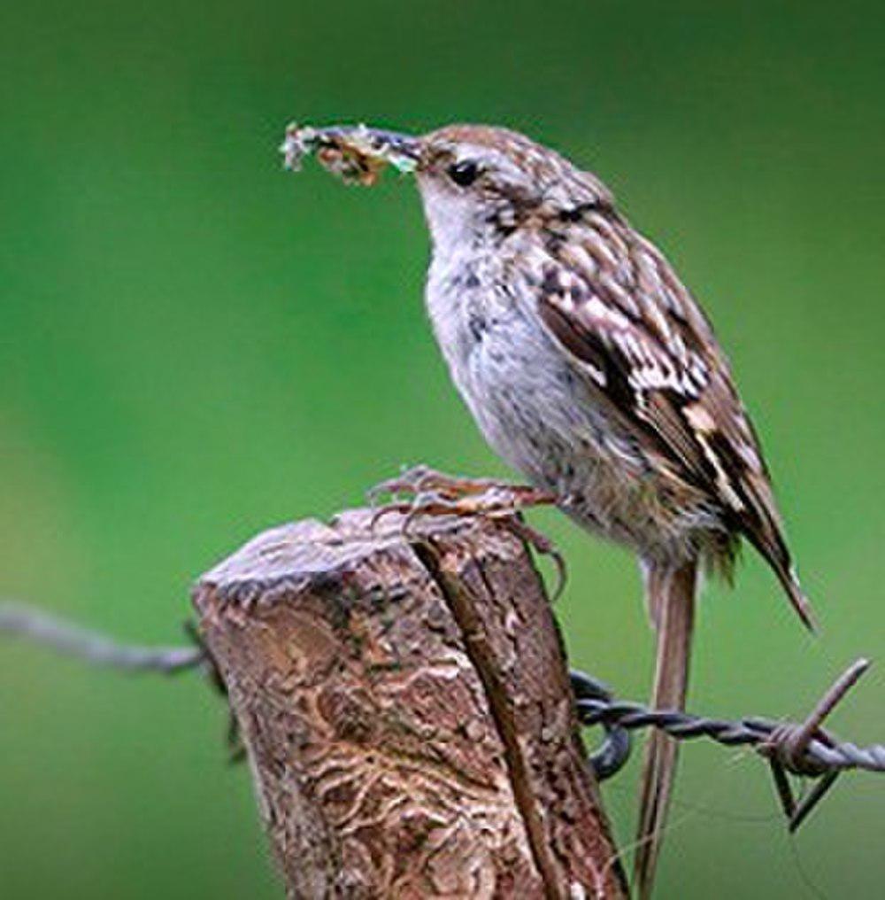 短趾旋木雀 / Short-toed Treecreeper / Certhia brachydactyla