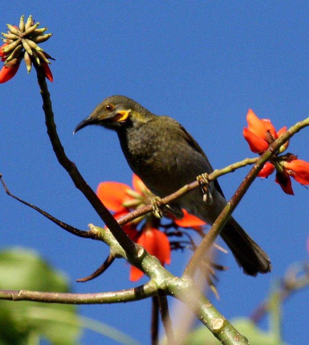 斐济肉垂吸蜜鸟 / Fiji Wattled Honeyeater / Foulehaio taviunensis