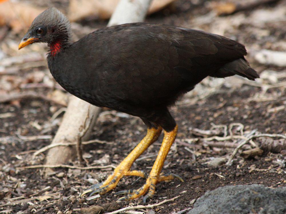 马利塚雉 / Micronesian Megapode / Megapodius laperouse