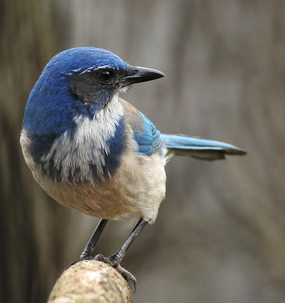 西丛鸦 / California Scrub Jay / Aphelocoma californica