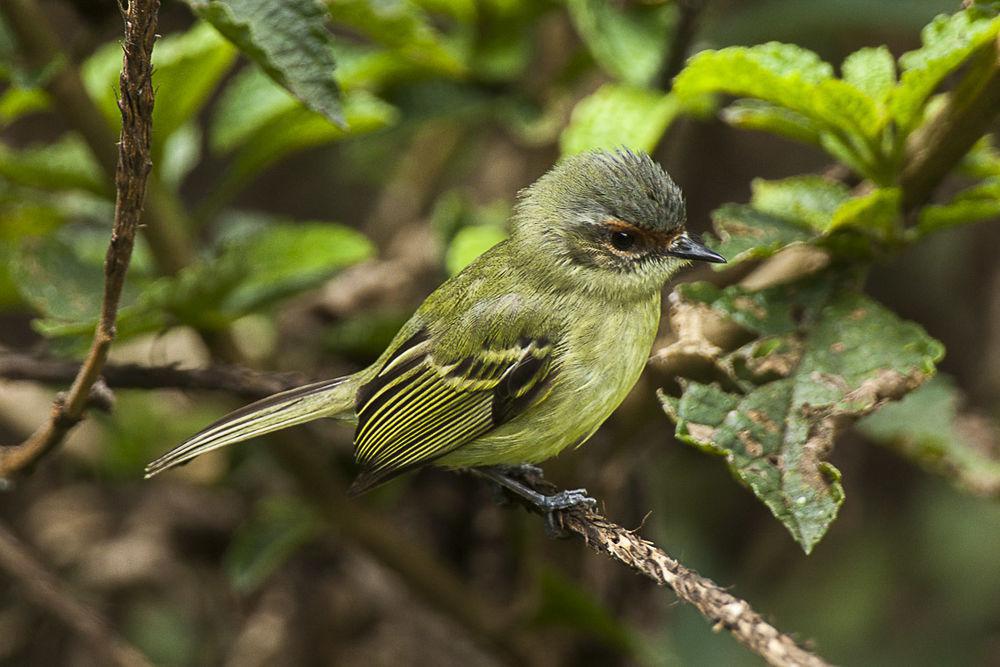 棕脸姬霸鹟 / Cinnamon-faced Tyrannulet / Phylloscartes parkeri