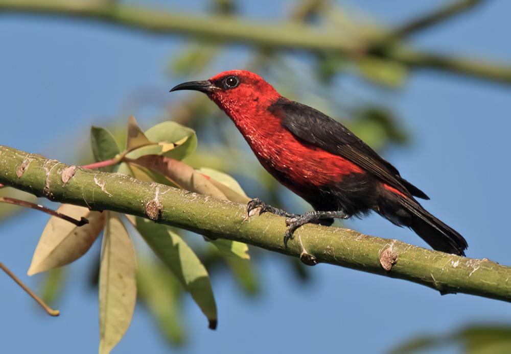 深红摄蜜鸟 / Cardinal Myzomela / Myzomela cardinalis