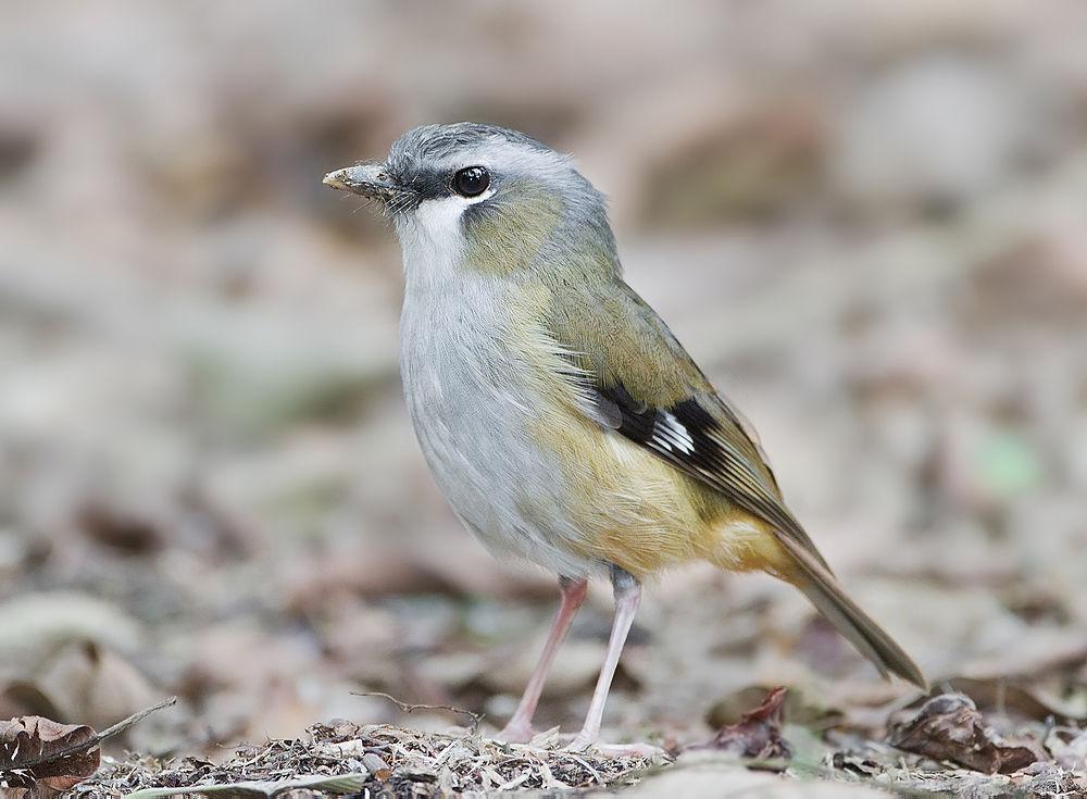 灰头丛鹟 / Grey-headed Robin / Heteromyias cinereifrons