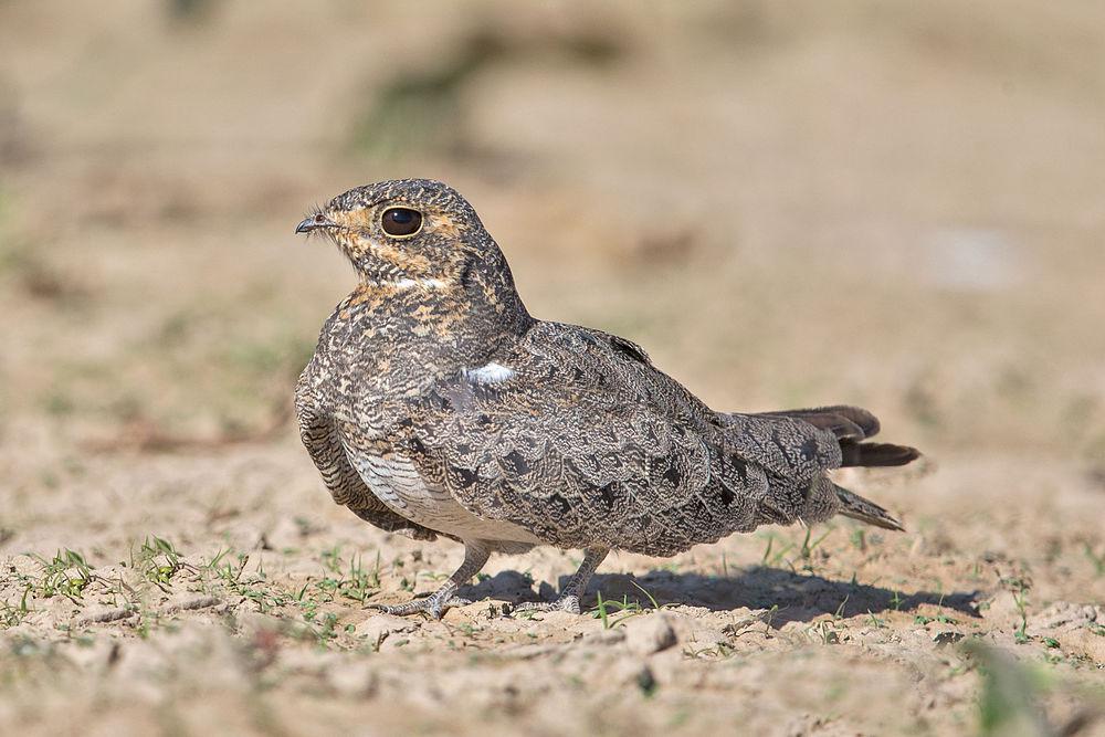 纳昆达夜鹰 / Nacunda Nighthawk / Chordeiles nacunda