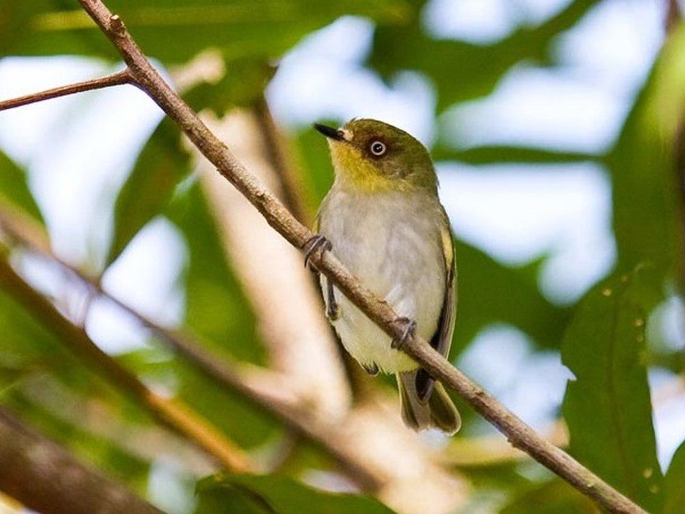 栗环姬霸鹟 / Bay-ringed Tyrannulet / Phylloscartes sylviolus