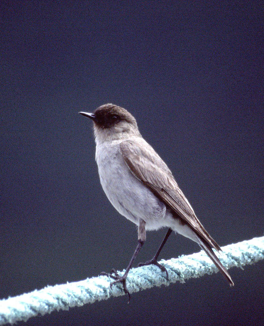 暗脸地霸鹟 / Dark-faced Ground Tyrant / Muscisaxicola maclovianus