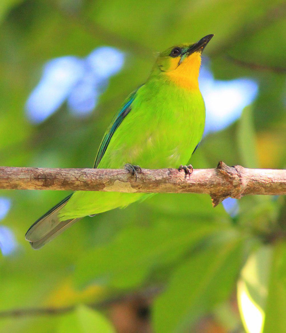 黄喉叶鹎 / Yellow-throated Leafbird / Chloropsis palawanensis