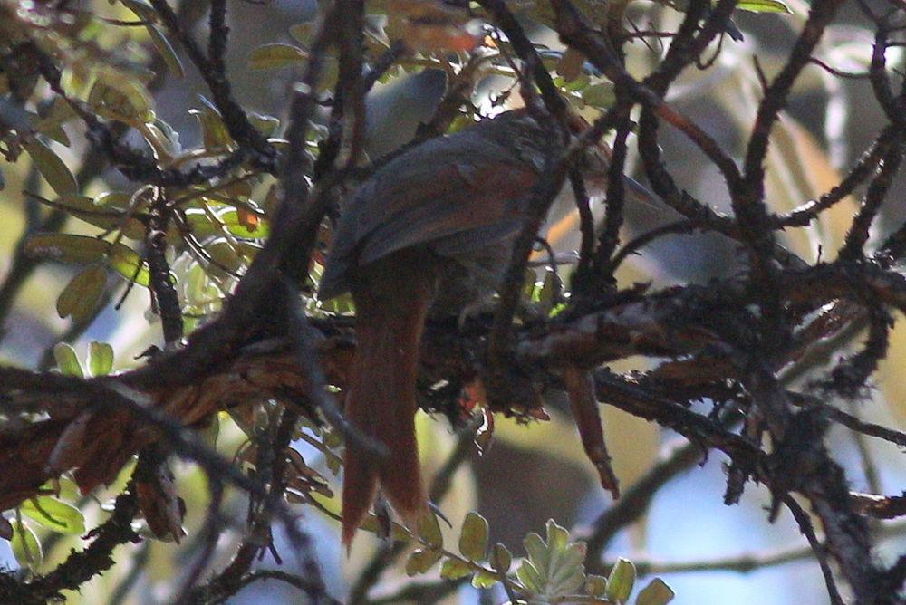 巴氏针尾雀 / Baron\'s Spinetail / Cranioleuca baroni