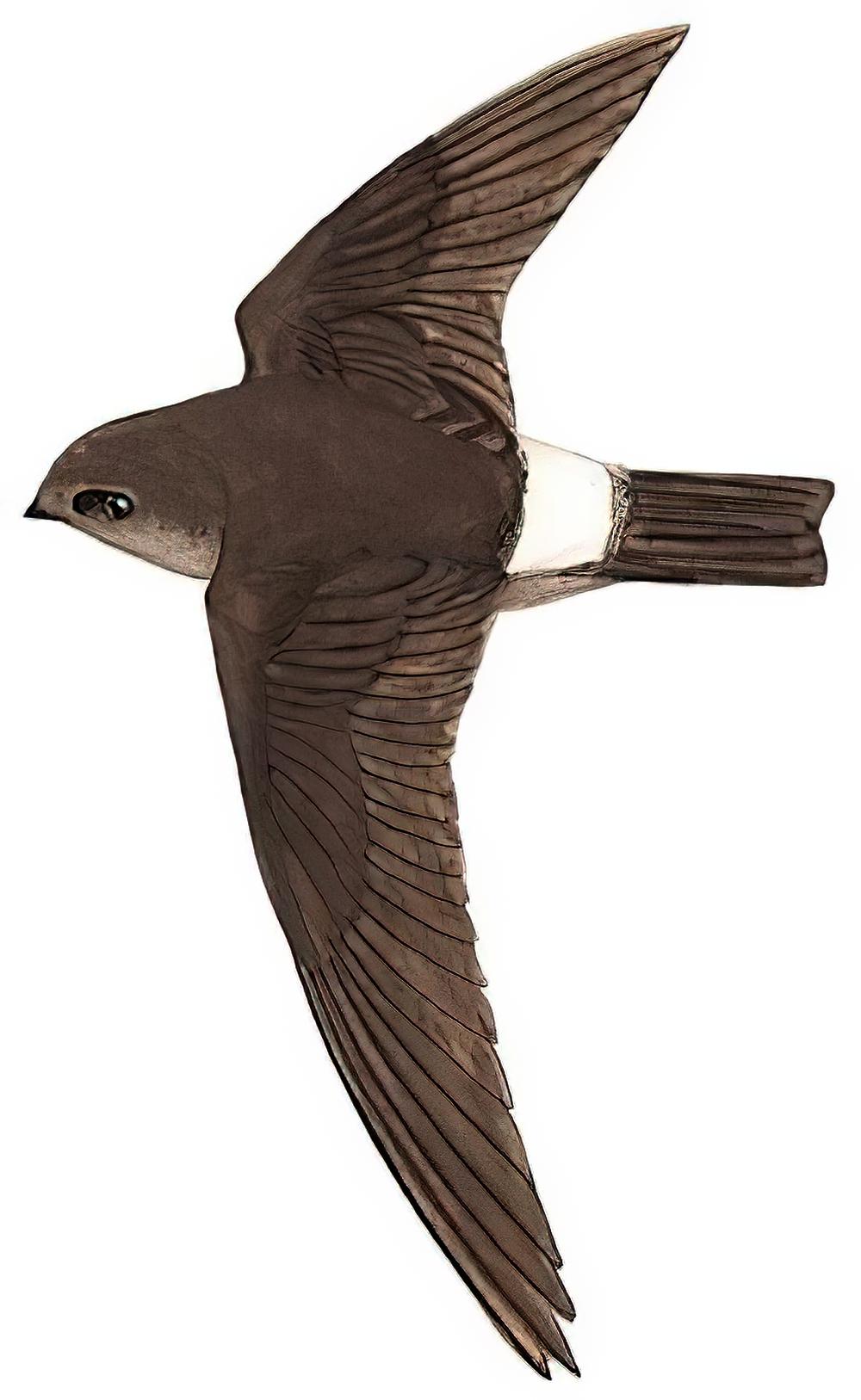 戈氏金丝燕 / Germain\'s Swiftlet / Aerodramus germani