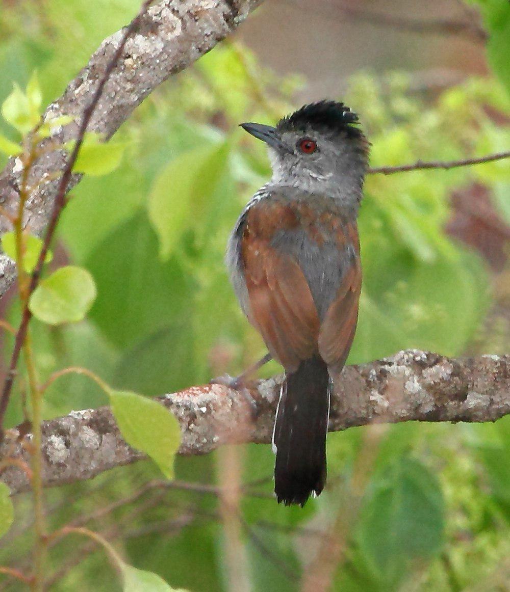 棕翅蚁鵙 / Rufous-winged Antshrike / Thamnophilus torquatus