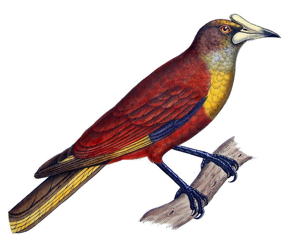 盔拟掠鸟 / Casqued Oropendola / Cacicus oseryi