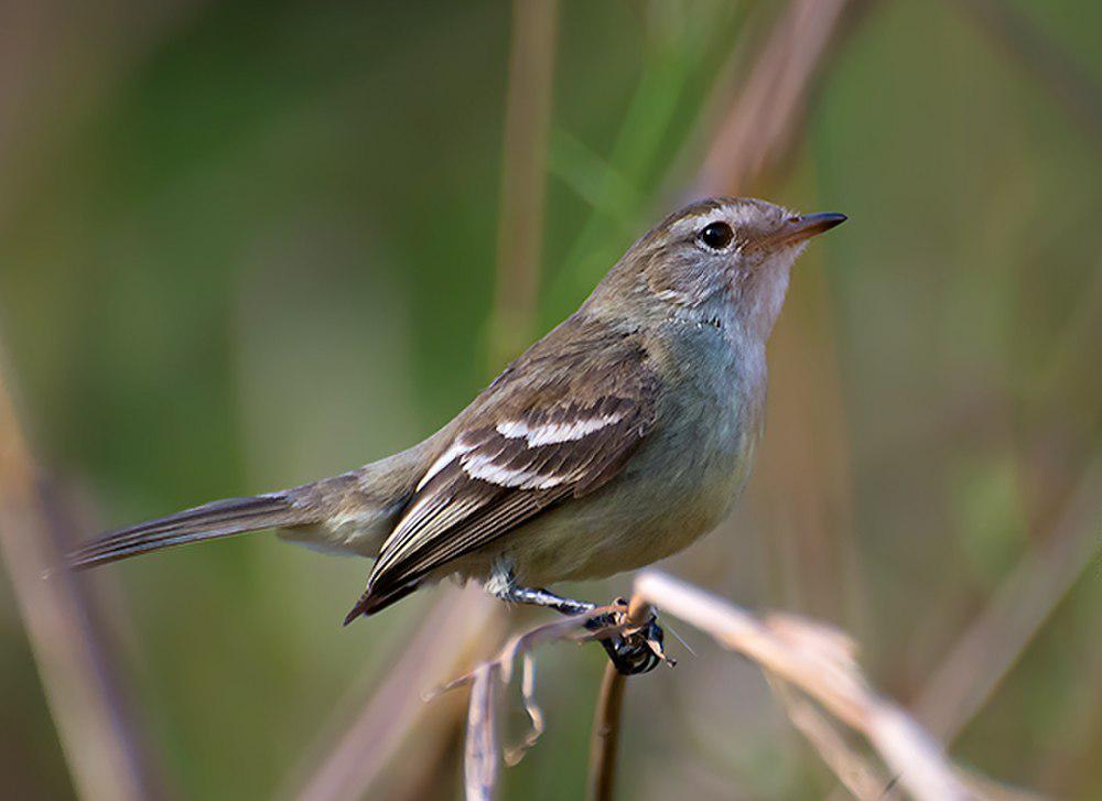 灰色小霸鹟 / Mouse-colored Tyrannulet / Phaeomyias murina