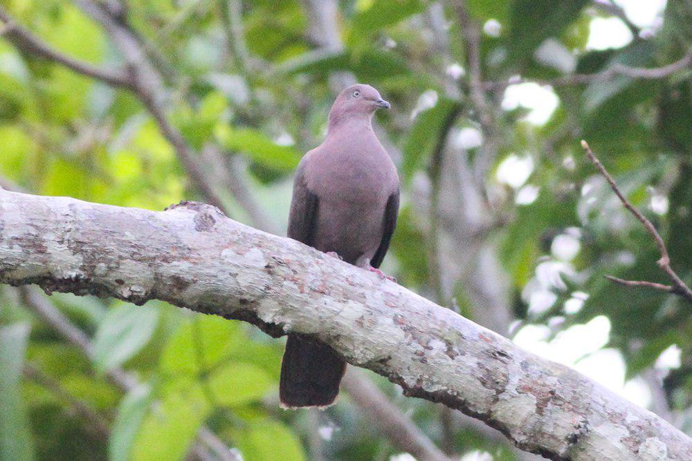 铅灰鸽 / Plumbeous Pigeon / Patagioenas plumbea