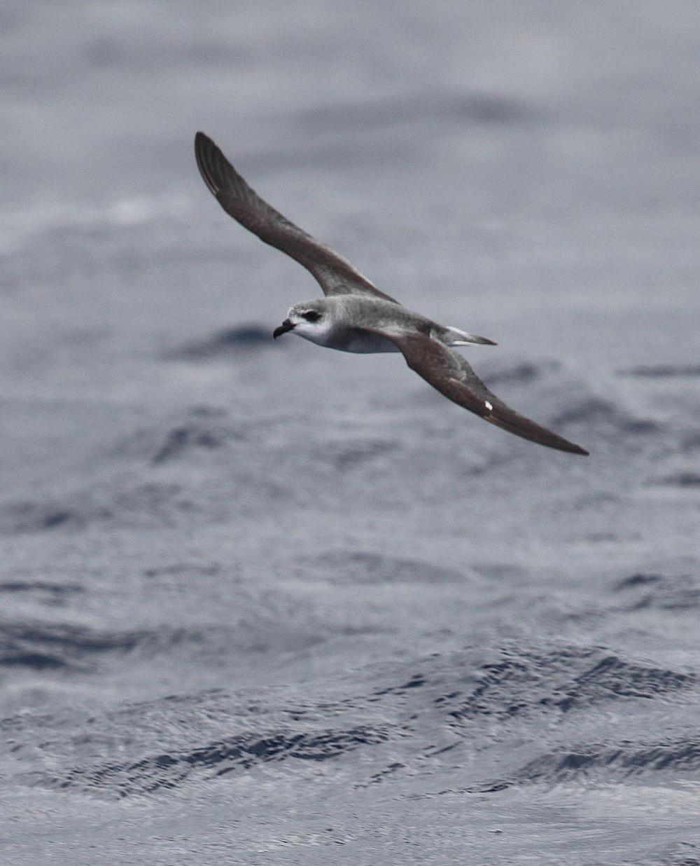 黑翅圆尾鹱 / Black-winged Petrel / Pterodroma nigripennis