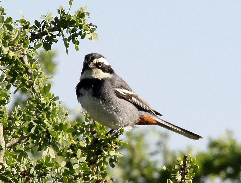 黑领歌鹀 / Ringed Warbling Finch / Microspingus torquatus