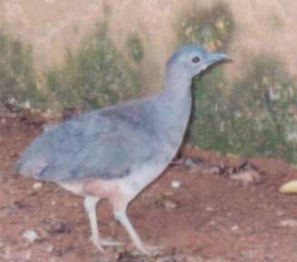 波斑穴䳍 / Undulated Tinamou / Crypturellus undulatus