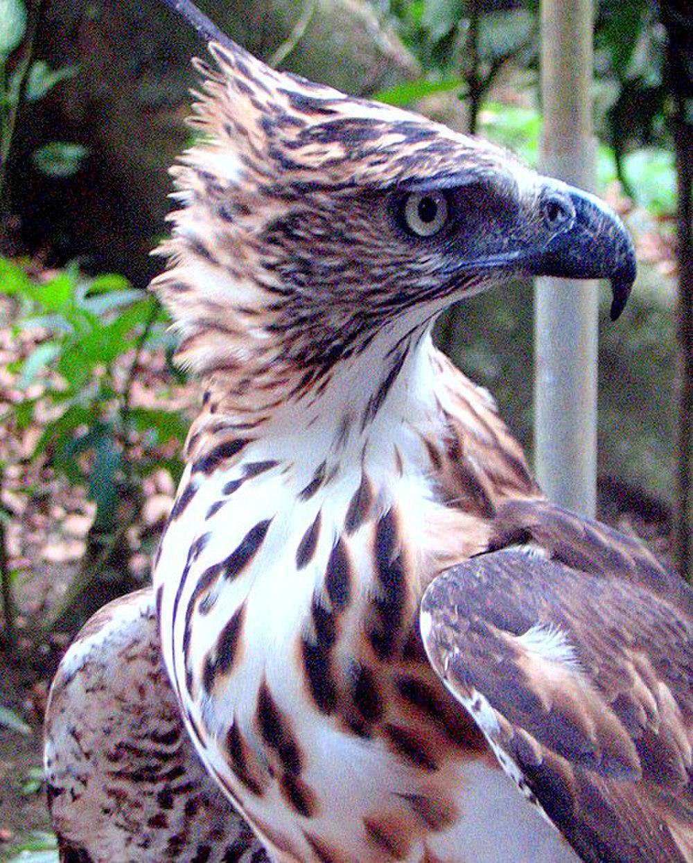 菲律宾鹰雕 / Philippine Hawk-Eagle / Nisaetus philippensis