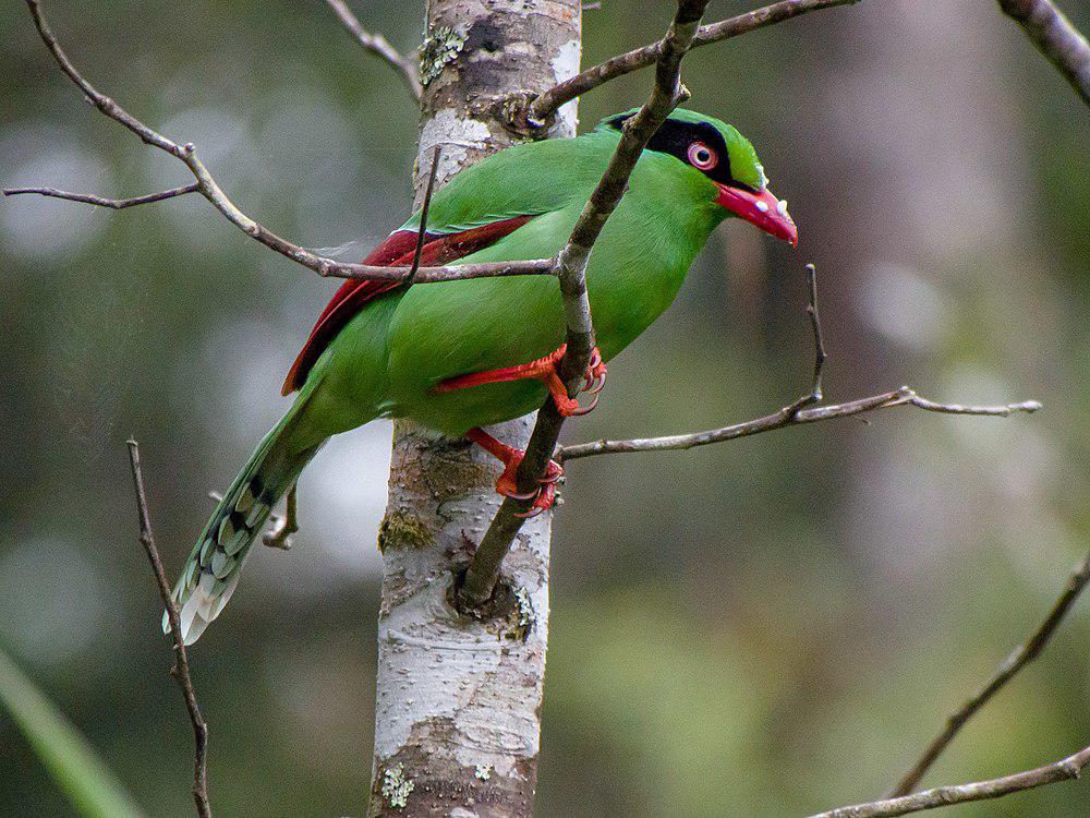 婆罗洲绿鹊 / Bornean Green Magpie / Cissa jefferyi