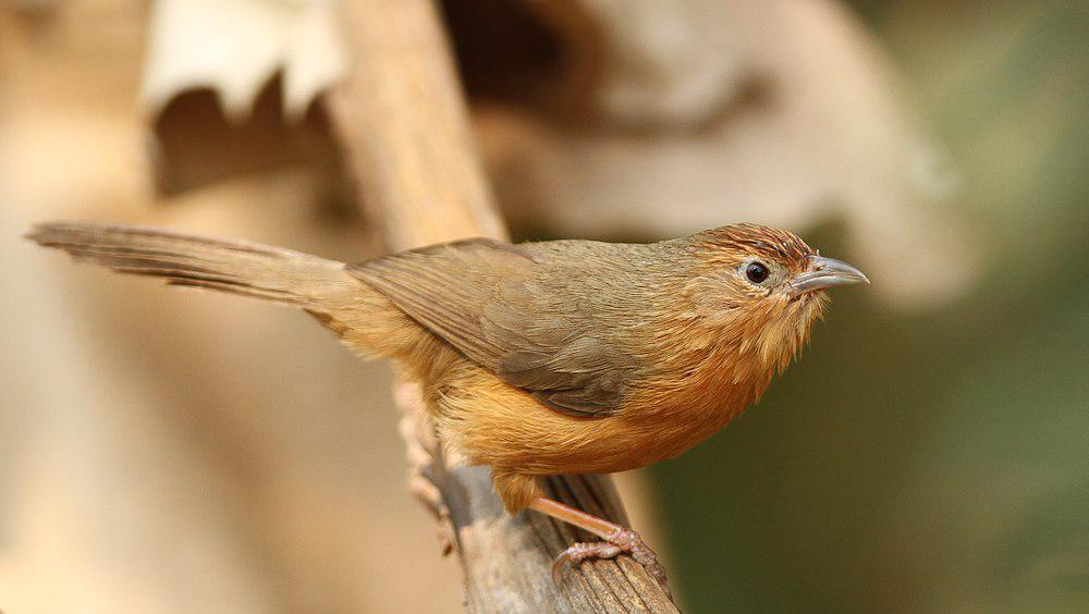 棕腹鹛 / Tawny-bellied Babbler / Dumetia hyperythra