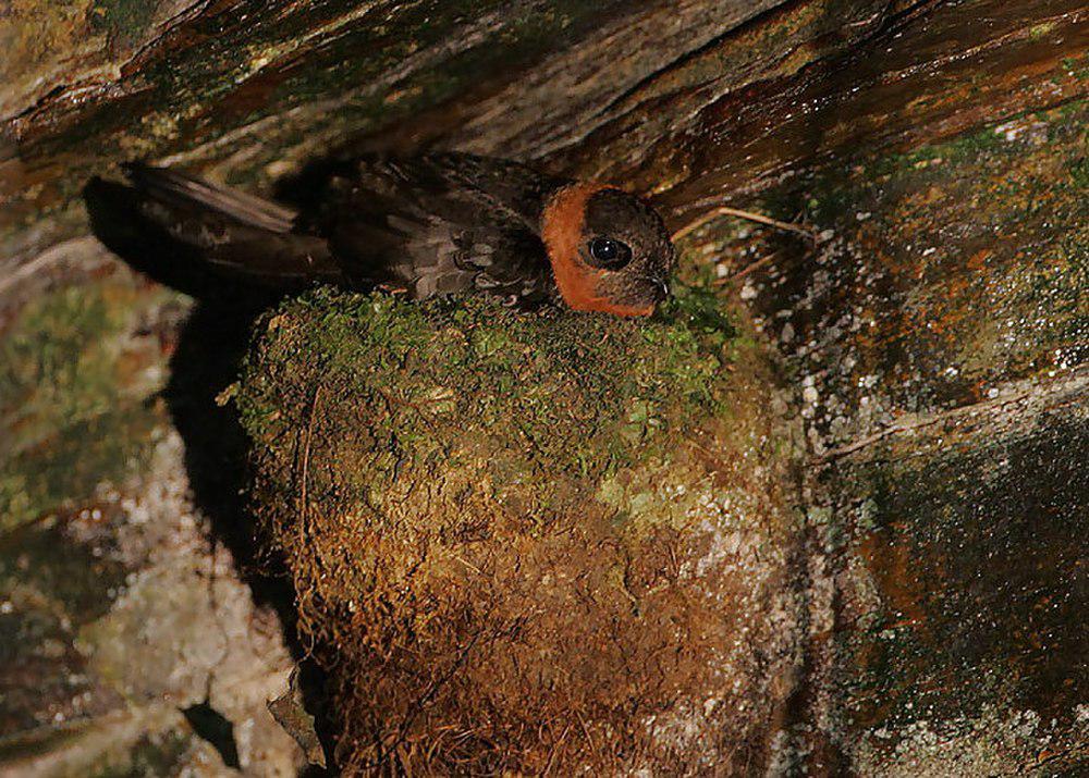 栗领黑雨燕 / Chestnut-collared Swift / Streptoprocne rutila