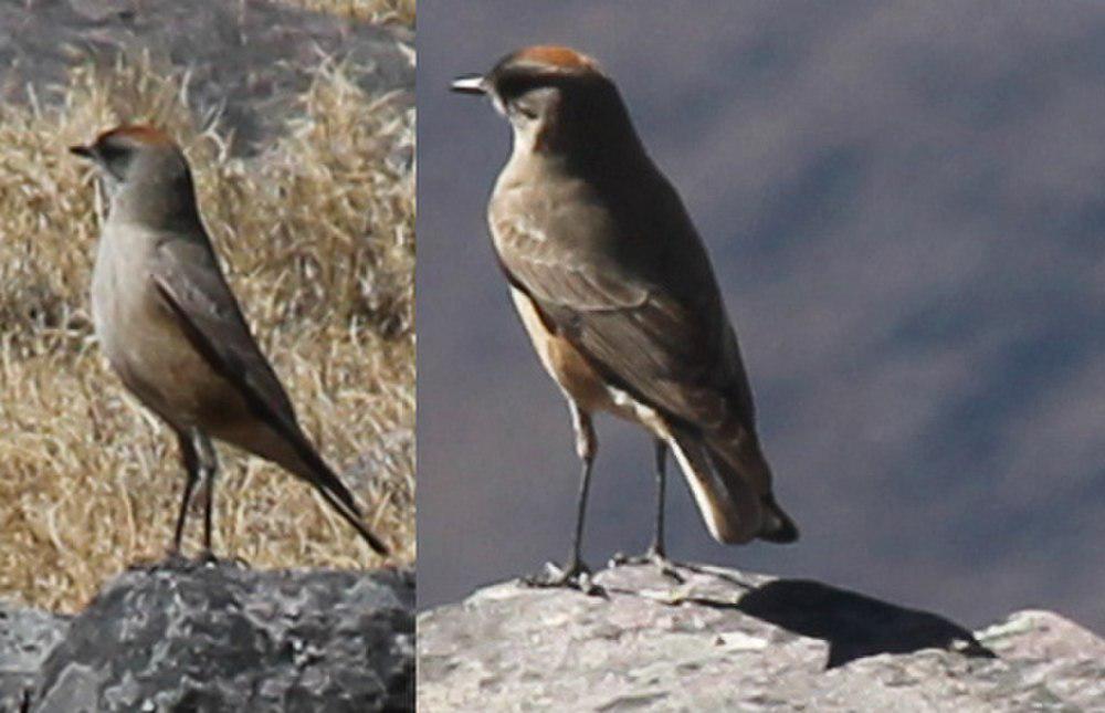 红腹地霸鹟 / Cinnamon-bellied Ground Tyrant / Muscisaxicola capistratus