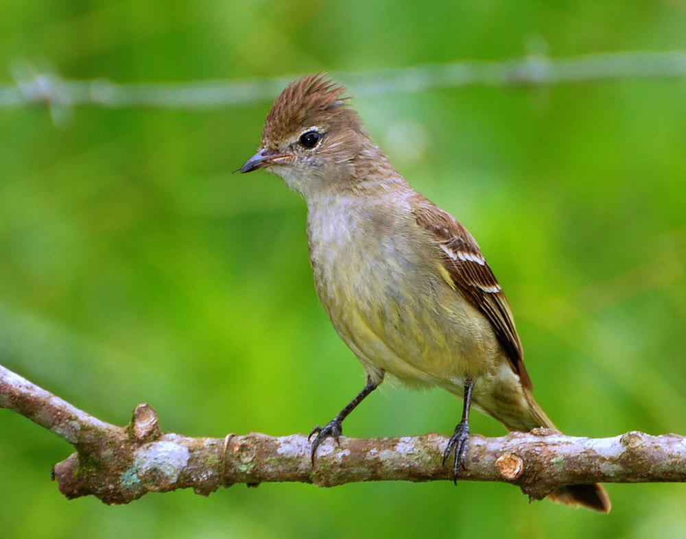 黄腹拟霸鹟 / Yellow-bellied Elaenia / Elaenia flavogaster