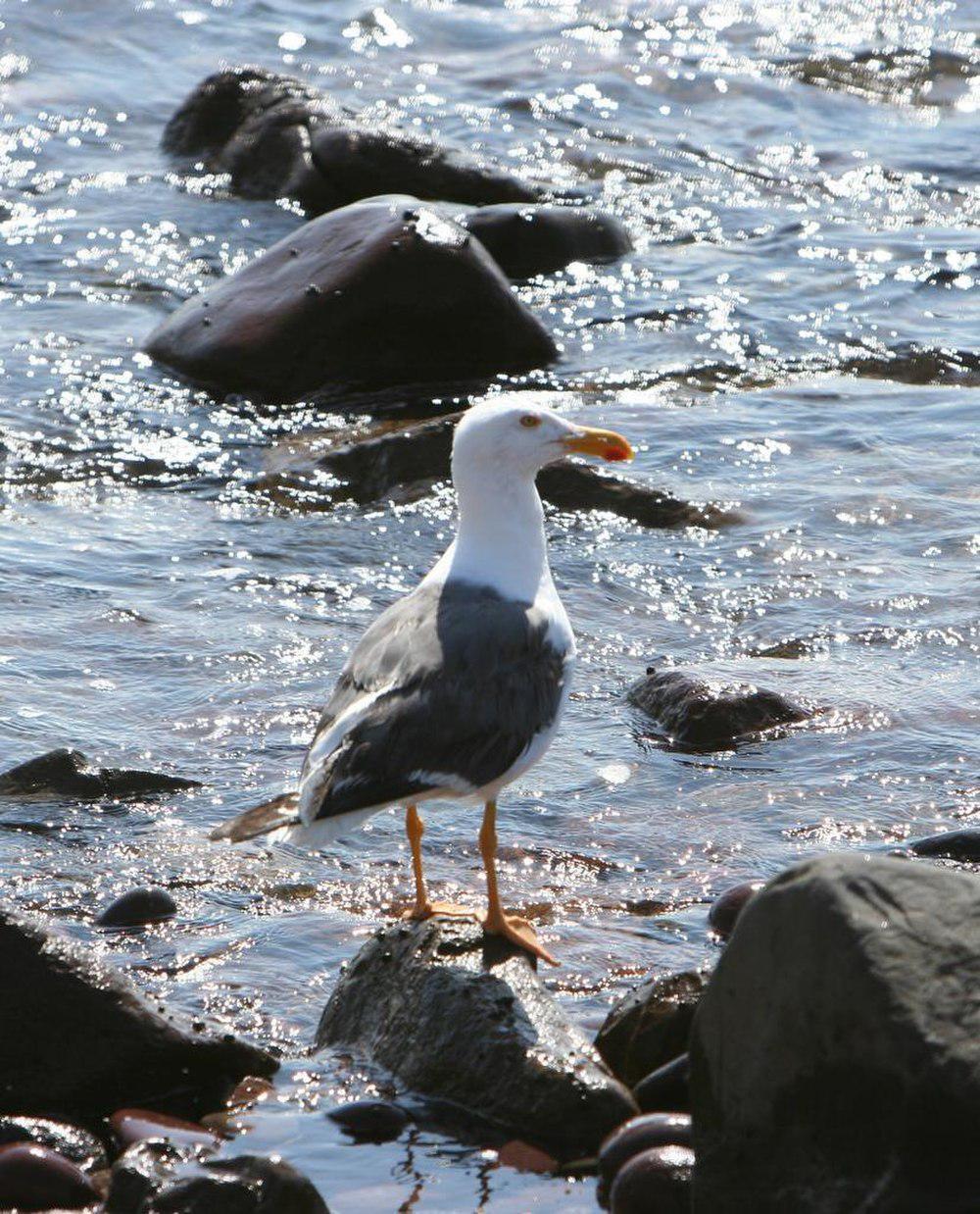 黄脚鸥 / Yellow-footed Gull / Larus livens