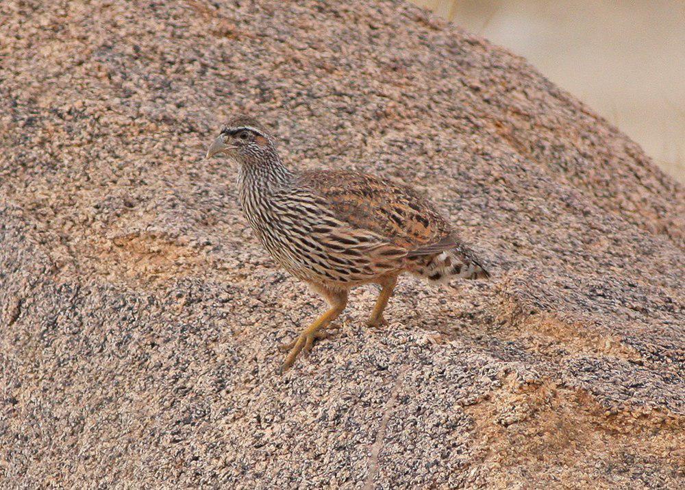 哈氏鹧鸪 / Hartlaub\'s Spurfowl / Pternistis hartlaubi