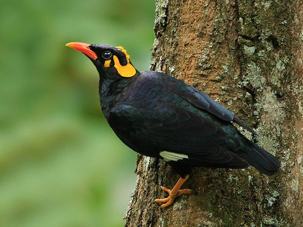 南鹩哥 / Southern Hill Myna / Gracula indica