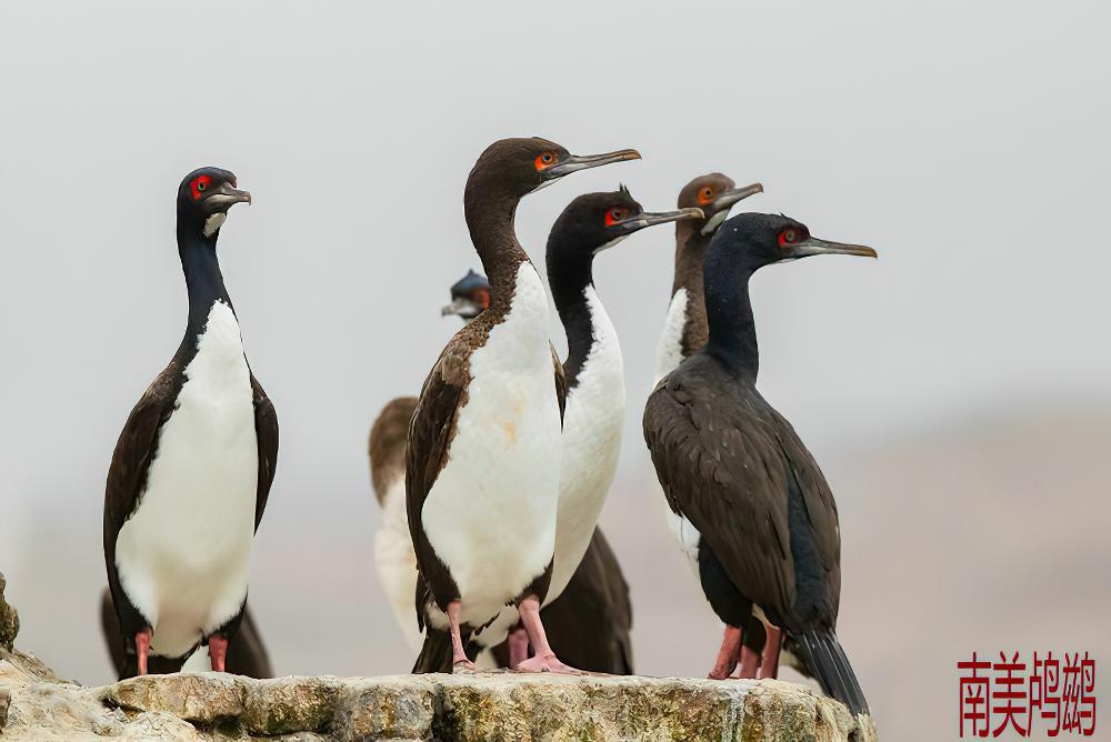 南美鸬鹚 / Guanay Cormorant / Leucocarbo bougainvillii