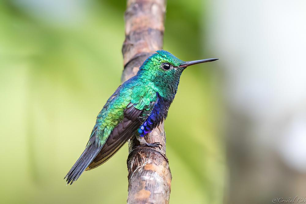 紫腹蜂鸟 / Violet-bellied Hummingbird / Chlorestes julie