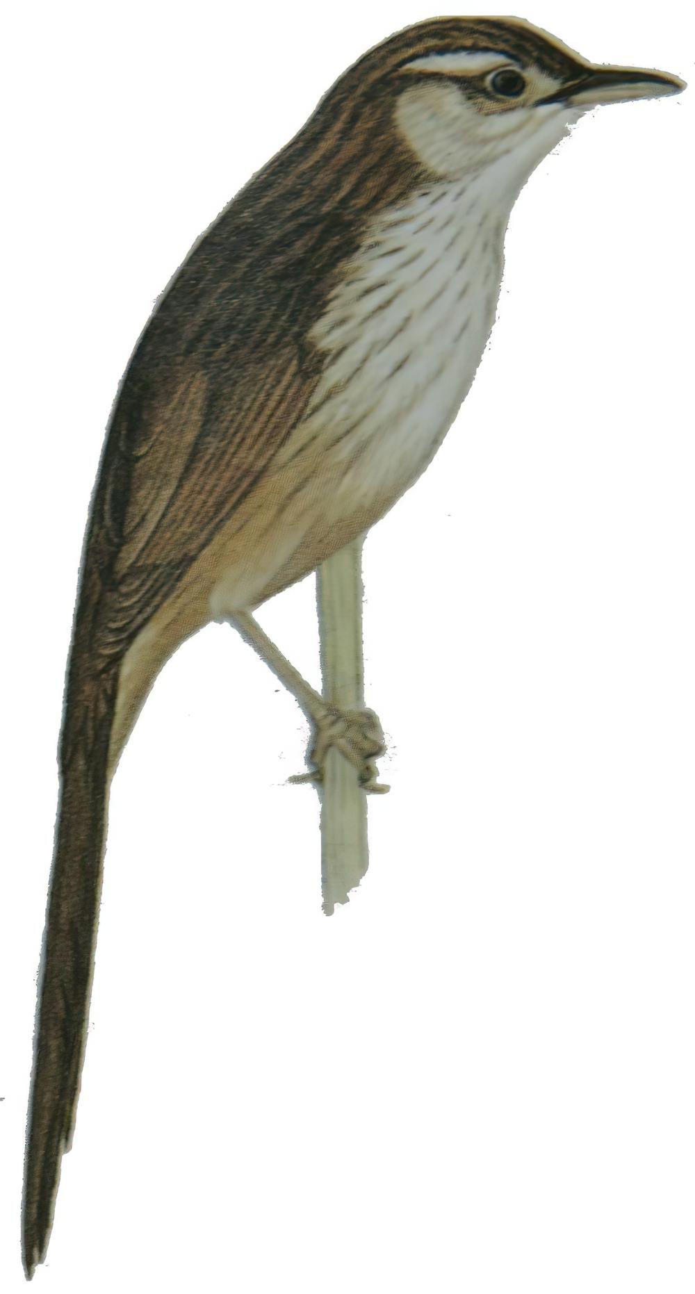 沼泽大尾莺 / Striated Grassbird / Megalurus palustris