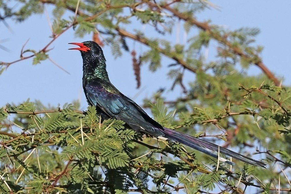 绿林戴胜 / Green Wood Hoopoe / Phoeniculus purpureus