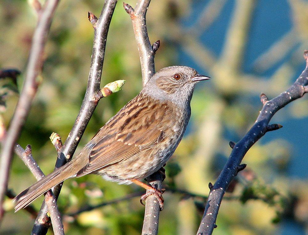 林岩鹨 / Dunnock / Prunella modularis