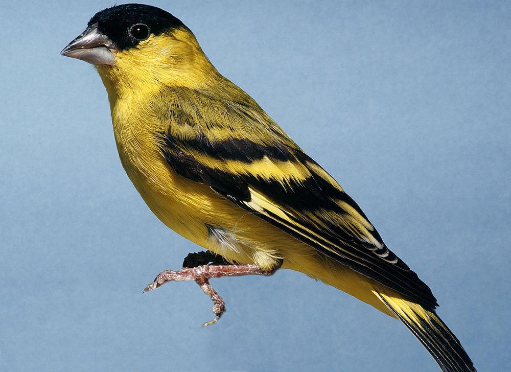 黄脸金翅雀 / Yellow-faced Siskin / Spinus yarrellii