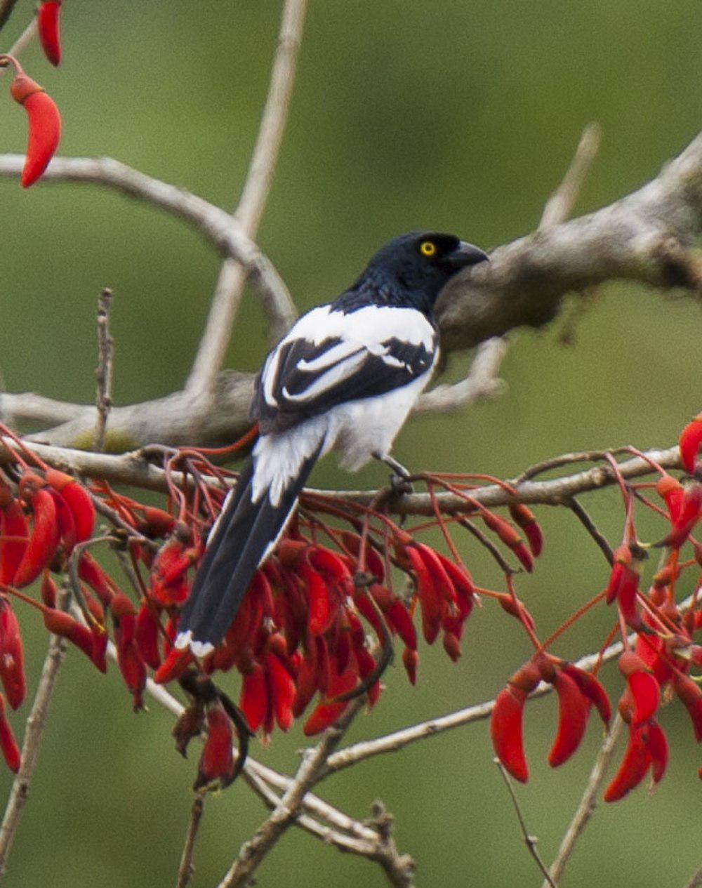 鹊色唐纳雀 / Magpie Tanager / Cissopis leverianus