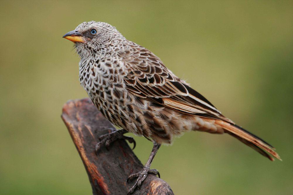 棕尾织雀 / Rufous-tailed Weaver / Histurgops ruficauda