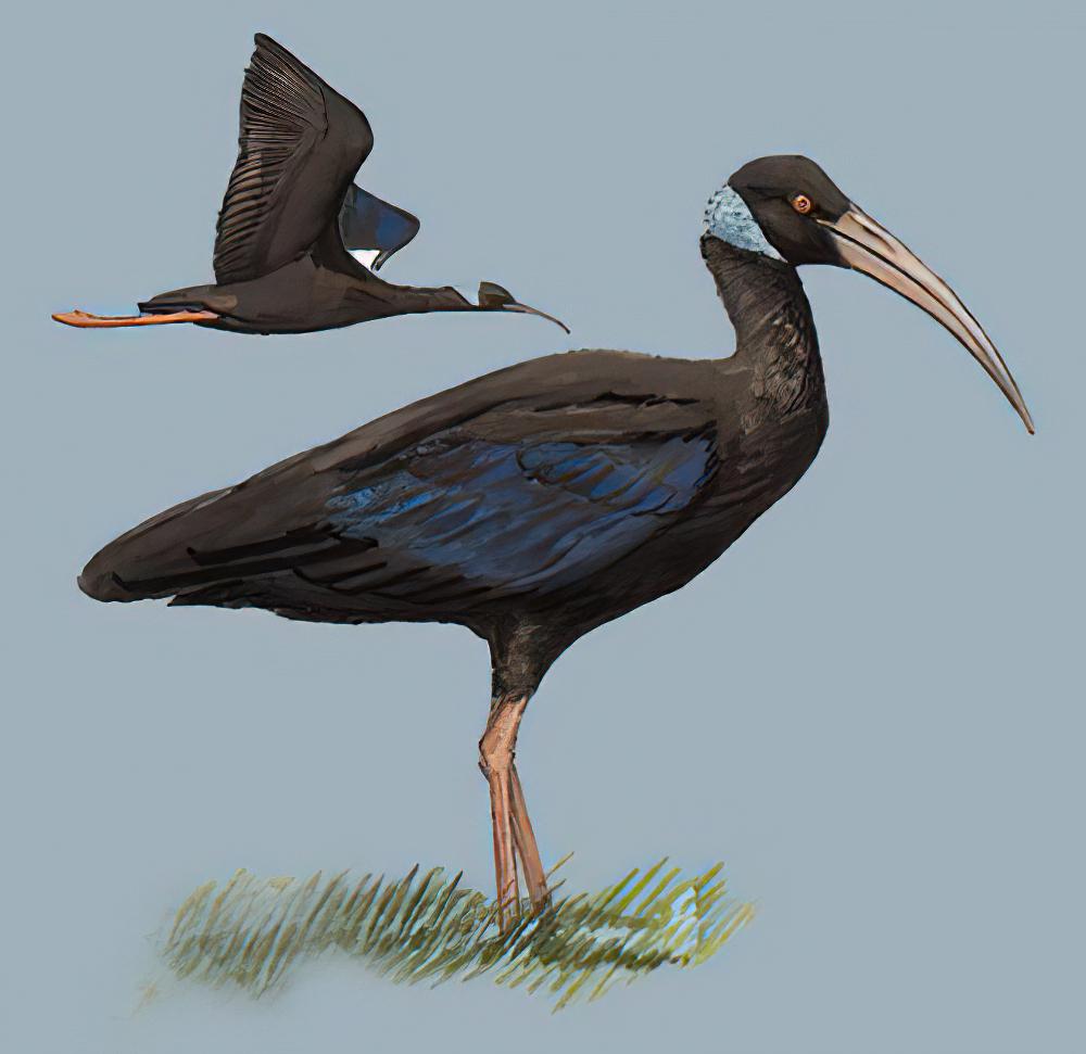 白肩黑鹮 / White-shouldered Ibis / Pseudibis davisoni