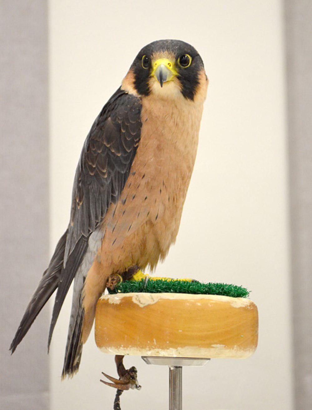 东非隼 / Taita Falcon / Falco fasciinucha