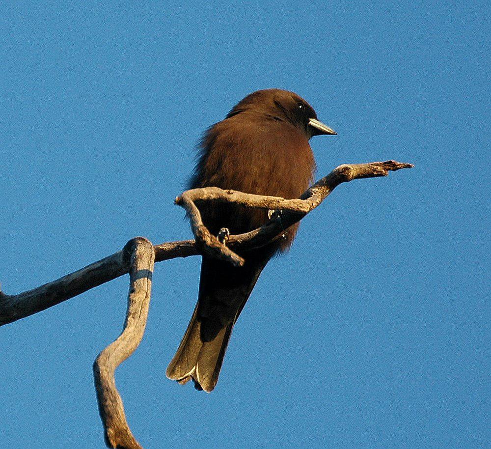 小燕鵙 / Little Woodswallow / Artamus minor