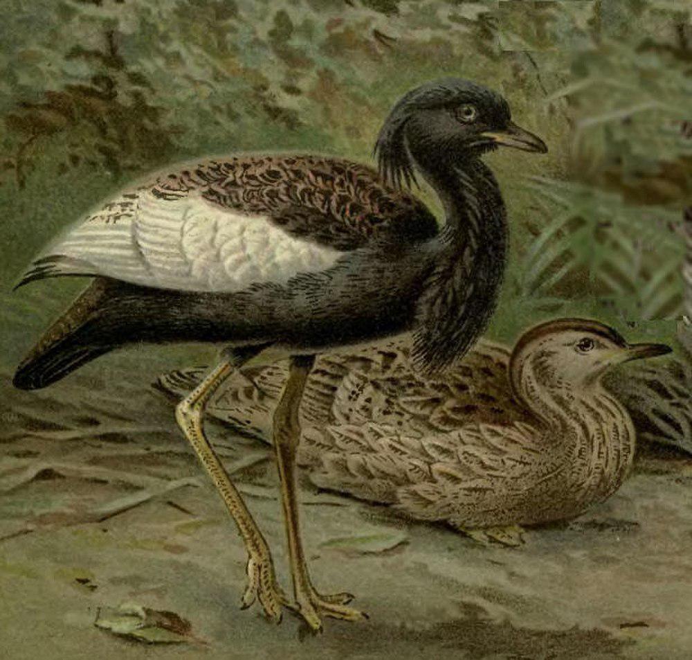 南亚鸨 / Bengal Florican / Houbaropsis bengalensis