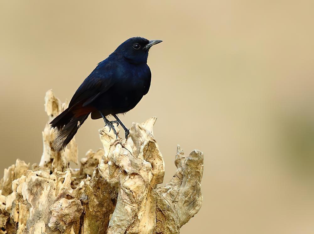 印度鸲 / Indian Robin / Copsychus fulicatus