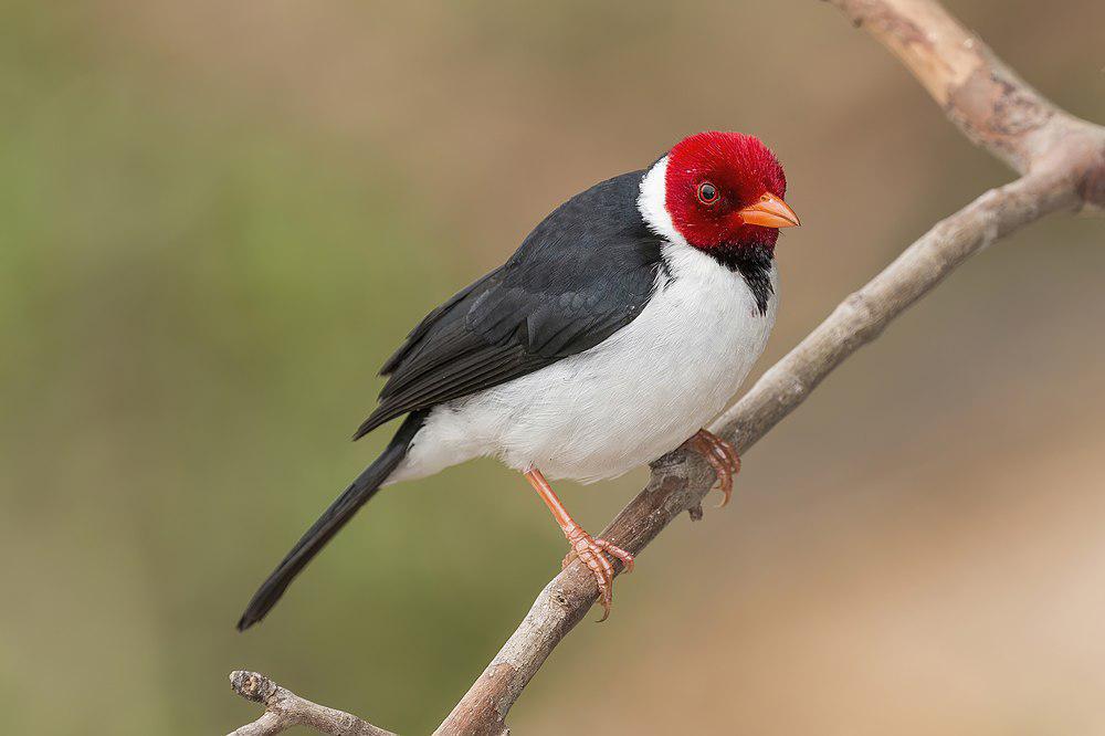 黄嘴蜡嘴鹀 / Yellow-billed Cardinal / Paroaria capitata