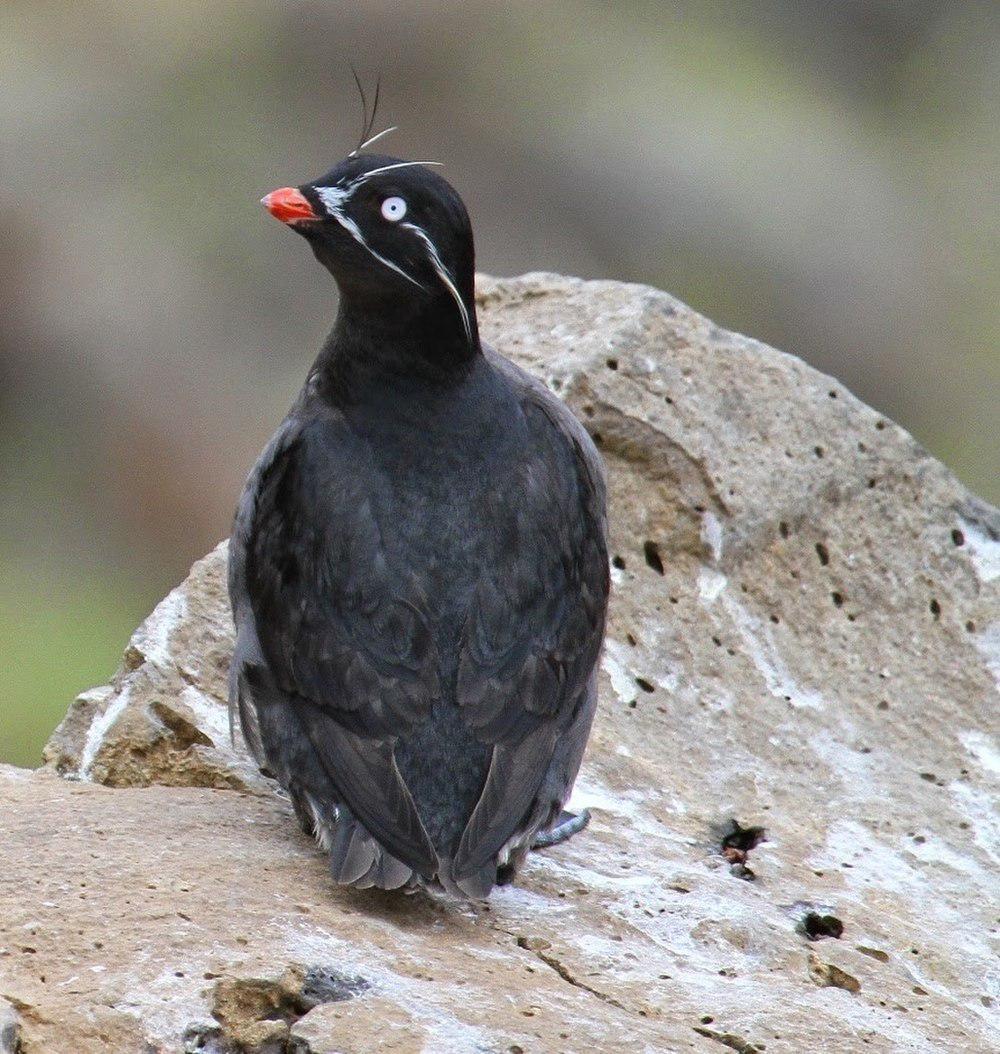 须海雀 / Whiskered Auklet / Aethia pygmaea