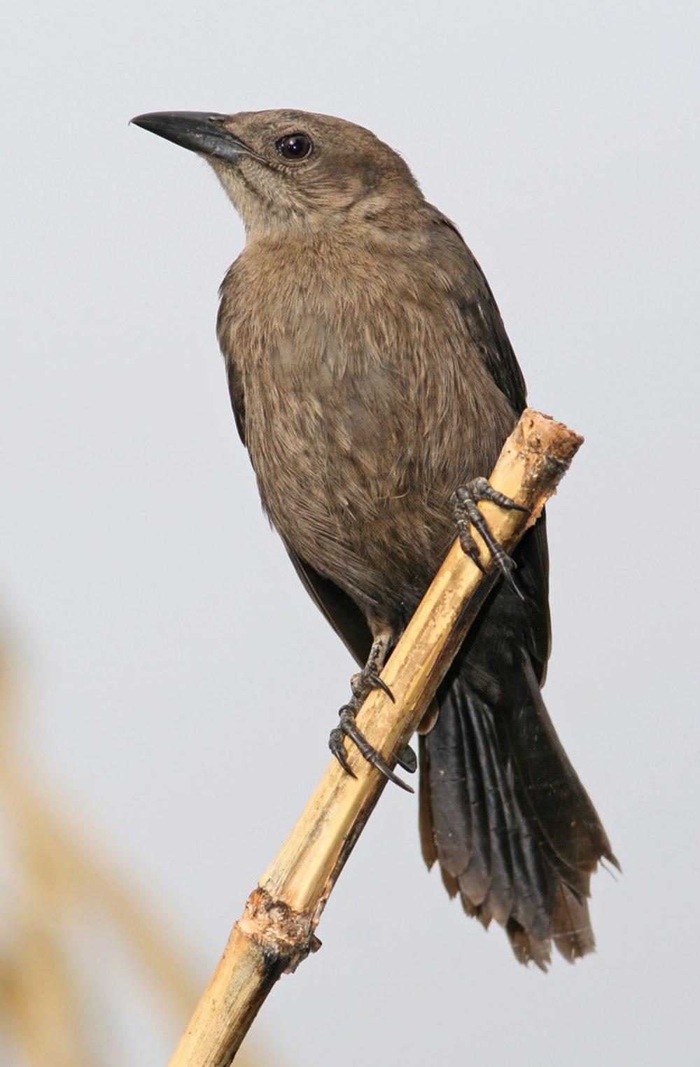 辉拟八哥 / Carib Grackle / Quiscalus lugubris