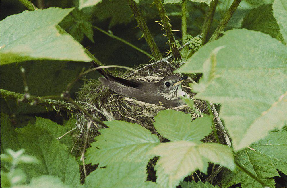 灰颊夜鸫 / Grey-cheeked Thrush / Catharus minimus