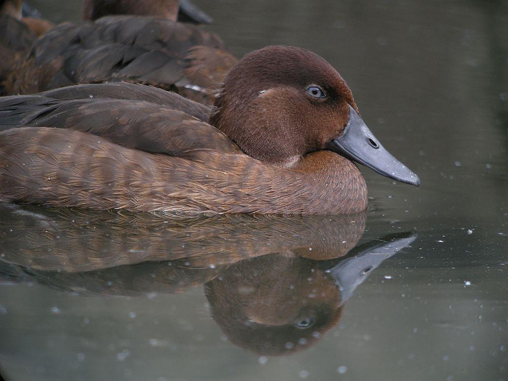 马岛潜鸭 / Madagascan Pochard / Aythya innotata